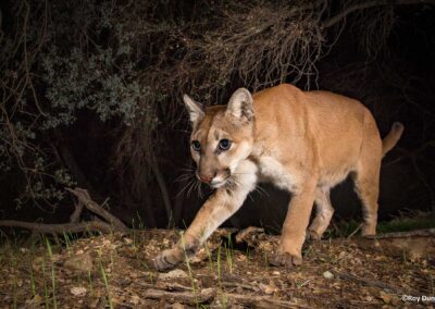 Mountain lion. Photo by Roy Dunn.