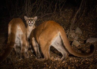 Mountain lions. Photo by Dan Potter.