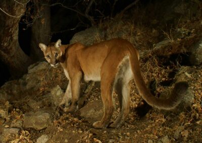 Mountain lion. Photo by Dan Potter.