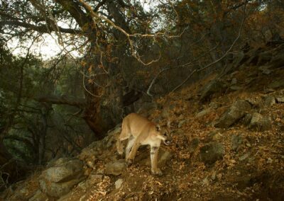 Mountain lion. Photo by Dan Potter.