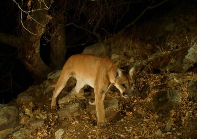 Mountain lion. Photo by Dan Potter.