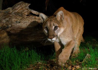 Mountain lion. Photo by Dan Potter.