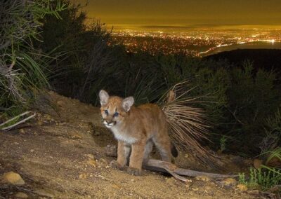 Mountain lion kitten. Photo by Jason Klassi.