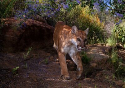 Mountain lion. Photo by Roy Toft.