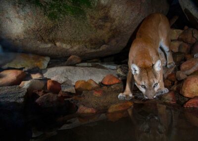 Mountain lion. Photo by Roy Toft.