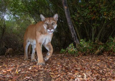 Mountain lions. Photo by Roy Toft.