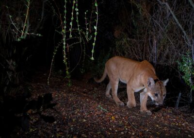 Mountain lion. Photo by Roy Toft.