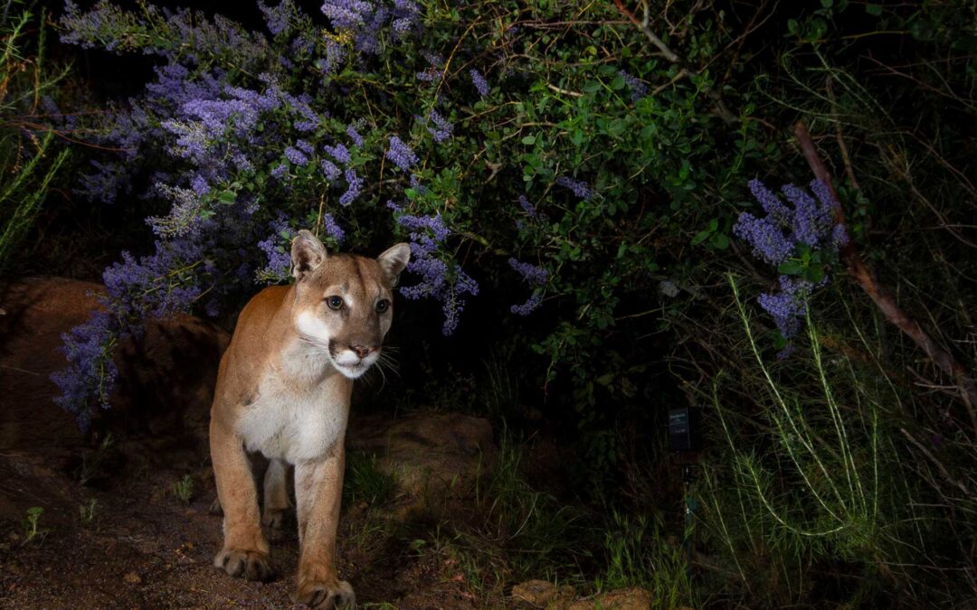 ‘Cruelest in the American West’: Advocates want Nevada trap rules changed to protect mountain lions