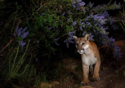 Mountain lion. Photo by Roy Toft.