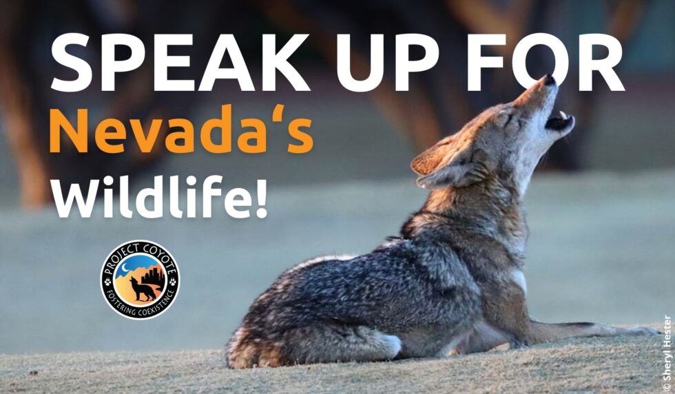 Nevada Residents: Take Action to Ban Wildlife Killing Contests!