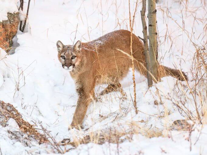 Group seeks to change Nevada’s trapping laws