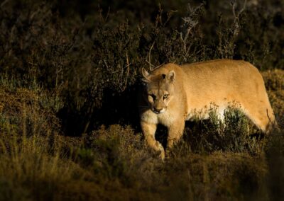 Mountain lion. Photo by Sebastian Kennerknecht.