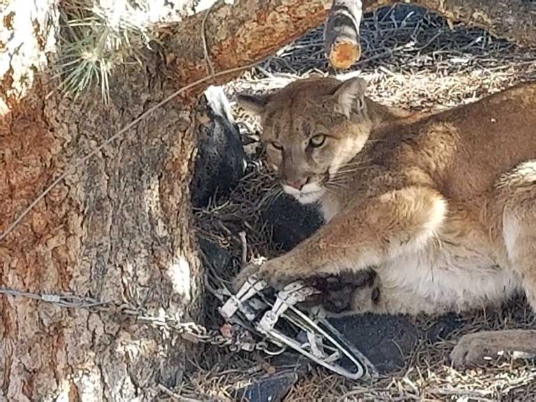 Wildlife advocates submit petition to protect mountain lions from trapping in Nevada