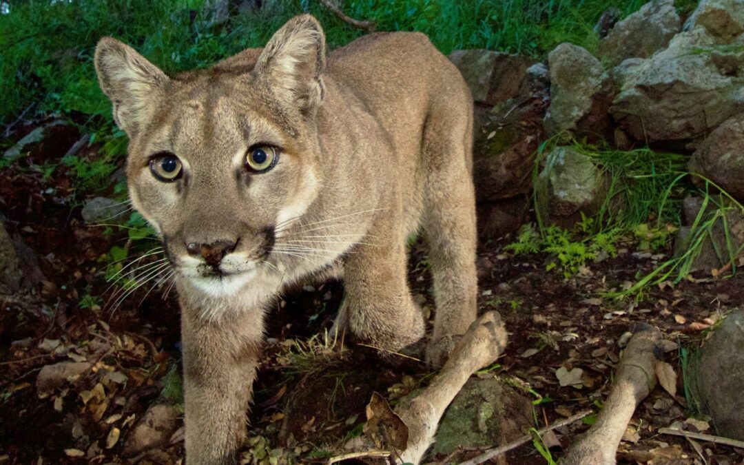 Who Doesn’t Like Mountain Lions? There is an answer.