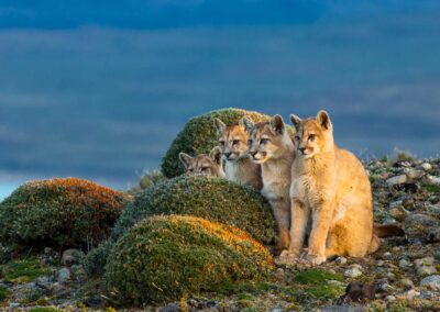 Mountain lion kittens. Photo by Sebastian Kennerknecht