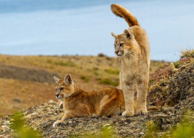 Mountain lion kittens. Photo by Sebastian Kennerknecht