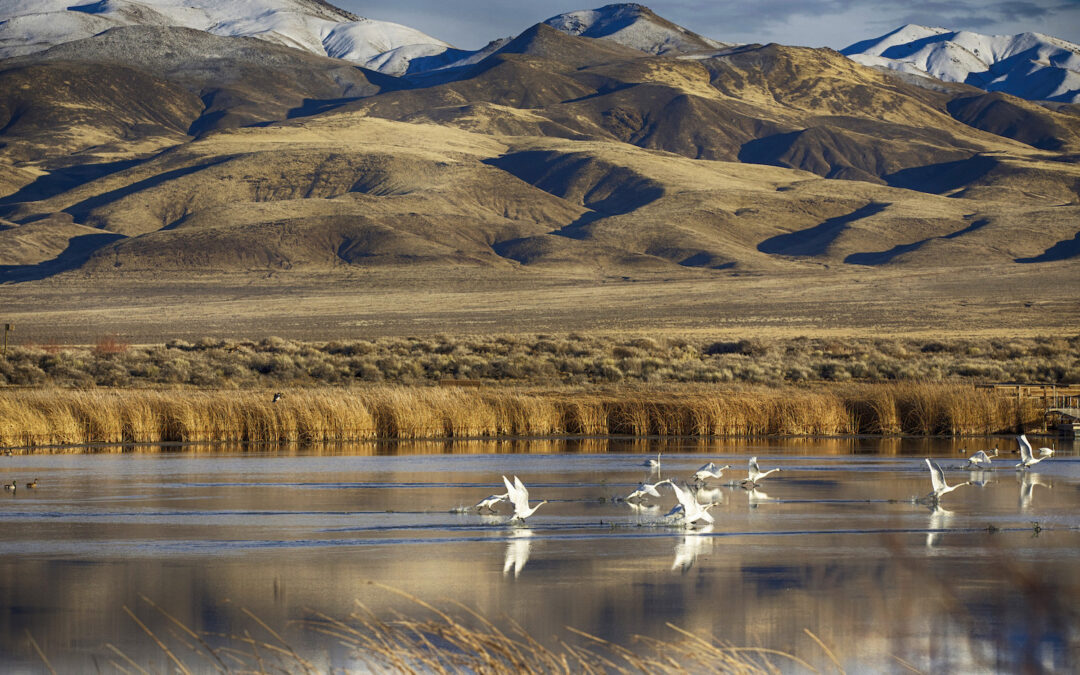 Nevada’s wildlife commission is broken. Is it beyond repair?