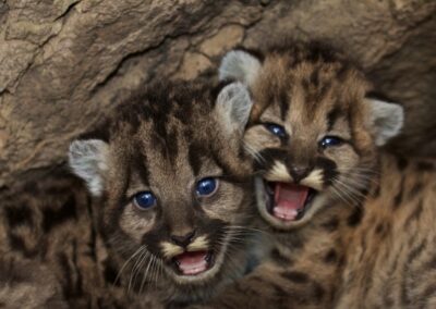 Mountain lion kittens