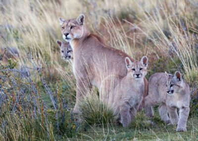 Mountain lions. Photo by Roy Toft.