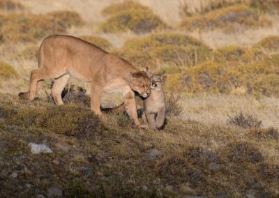 Mountain lions. Photo by Roy Toft.