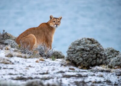 Mountain lion. Photo by Roy Toft.