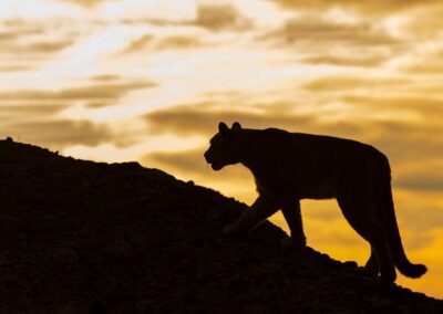 Mountain lion. Photo by Roy Toft.