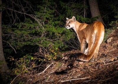 Mountain lion. Photo by Sean Hoover.