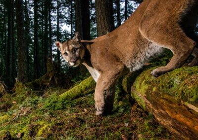 Mountain lion. Photo by Sebastian Kennerknecht.