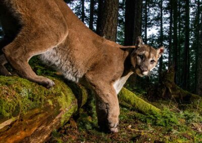 Mountain lion. Photo by Sebastian Kennerknecht.