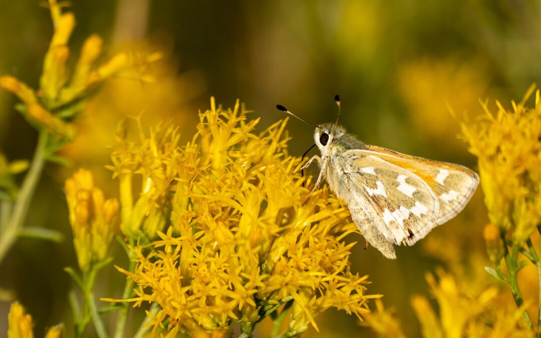 Nevada needs tools to stop the extinction crisis