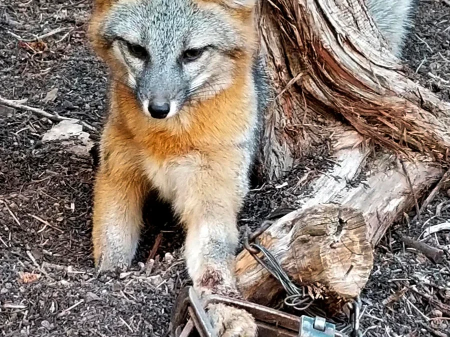 Family releases fox from cruel trap, later fined over $700