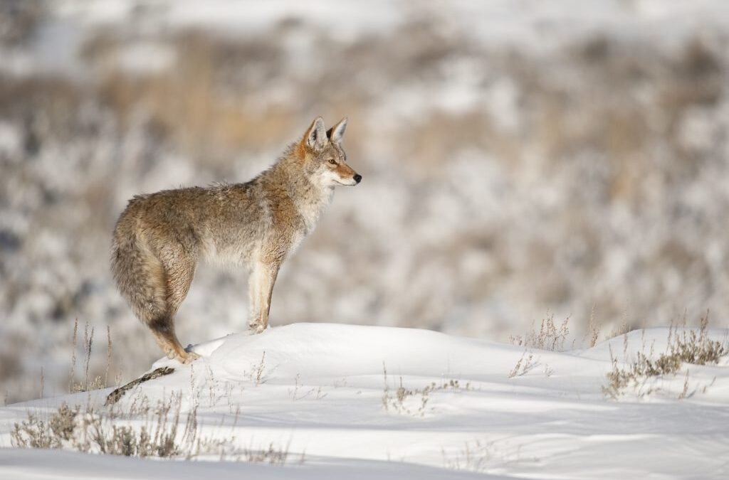 Nevada Wildlife Commission votes for wildlife killing contests to remain legal in state