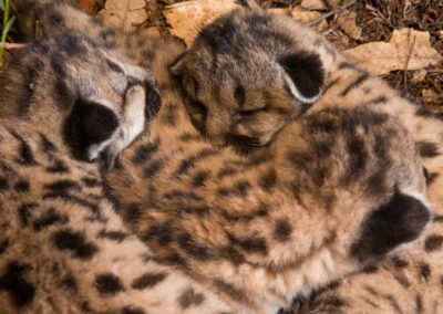 Mounain lion kitten curl up. Photo by Sebastian Kennerknecht