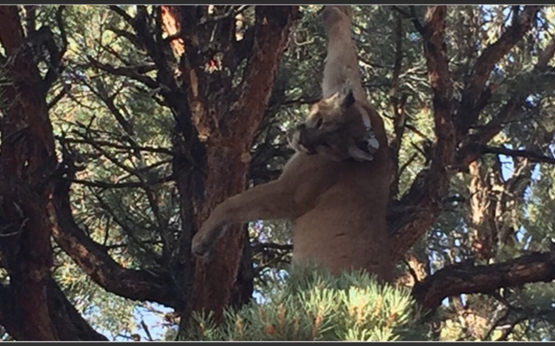 Mountain lions in Nevada hunted by sportsmen, maimed by traps and killed by the state