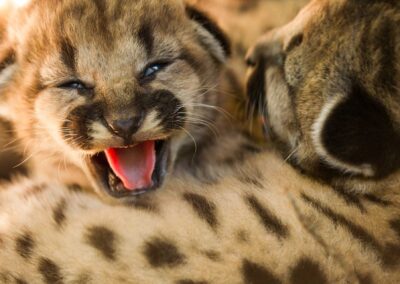 Mountain lion kitten mewing. Photo by Sebastian Kennerknecht