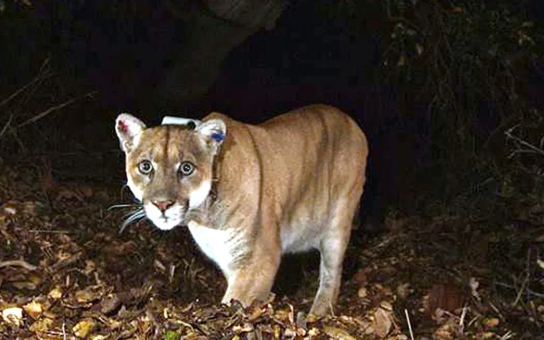 Petition urges Nevada to reform trapping rules to protect mountain lions