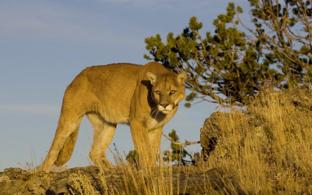 The mountain lion is an apex species in Nevada.